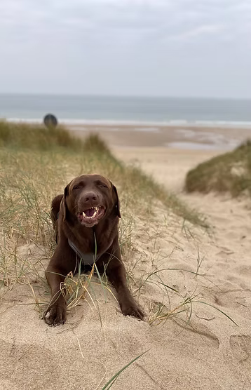 Hundetraining Wuppertal - Ein Hund sitzt entspannt am Strand und blickt auf das Meer, während die Sonne untergeht.